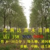 处理5万株：8--10公分  垂柳，金丝垂柳， 