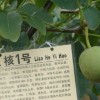 核桃苗，苹果苗，山桃，山杏，花椒苗