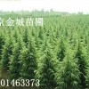 雪松;广玉兰;红叶石兰;红.黄.白玉兰;