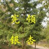 邳州市宪领银杏苗木基地