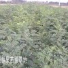 供应花椒苗，山楂苗，桃树苗