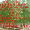 大量供应107速生杨