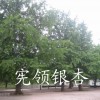 邳州市宪领银杏苗木基地