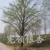 邳州市宪领银杏苗木基地