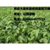 供应优质核桃苗  花椒苗 山楂苗 桃树苗 苹果苗