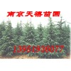 南京广玉兰皂角雪松蜀桧马褂木朴树枫香水杉黄杨等苗!