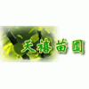 【丛生乌桕价格】南京雪松蜀桧广玉兰红叶石楠女贞落羽杉等